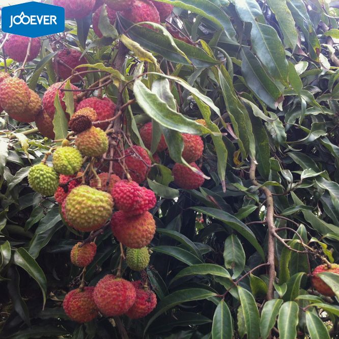 IQF Frozen Lychee Litchi IQF Frozen Lychee Litchi