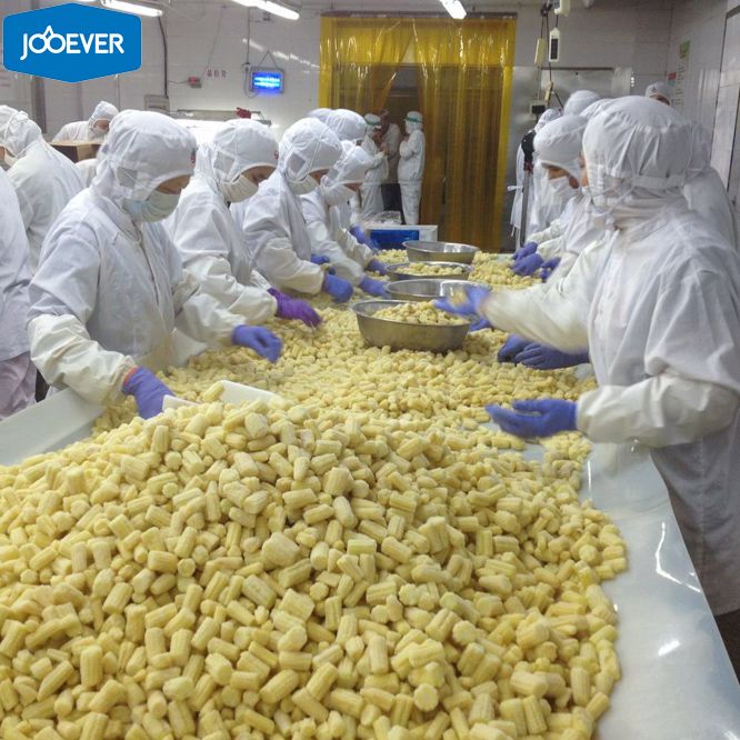 IQF Frozen Baby Corn cut