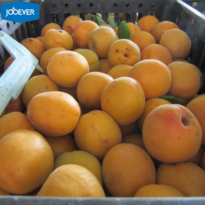 IQF Frozen Apricot halves