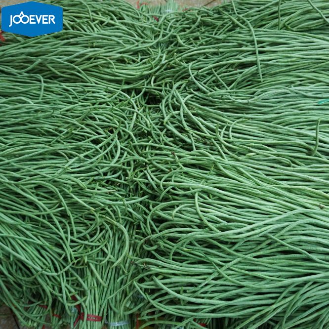 IQF Frozen Asparagus Beans cut