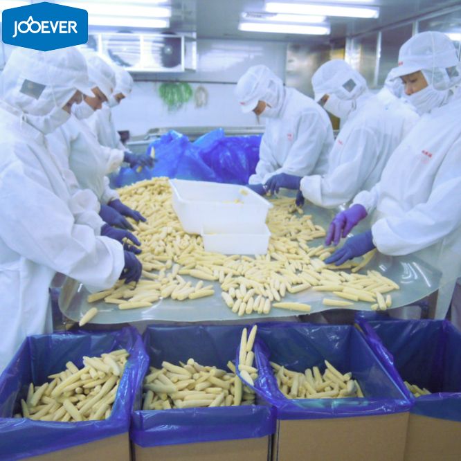IQF Frozen Baby Corn whole