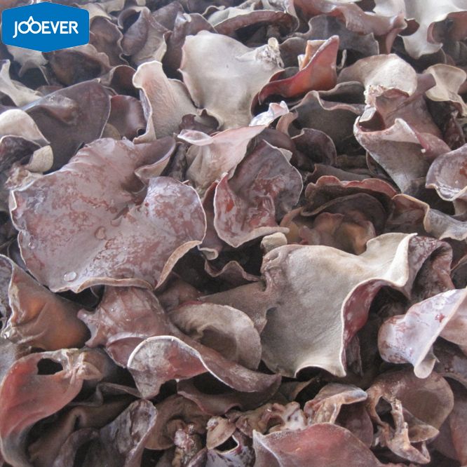 IQF Frozen Black Fungus chunk