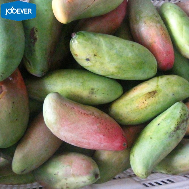 IQF Frozen Mango halves
