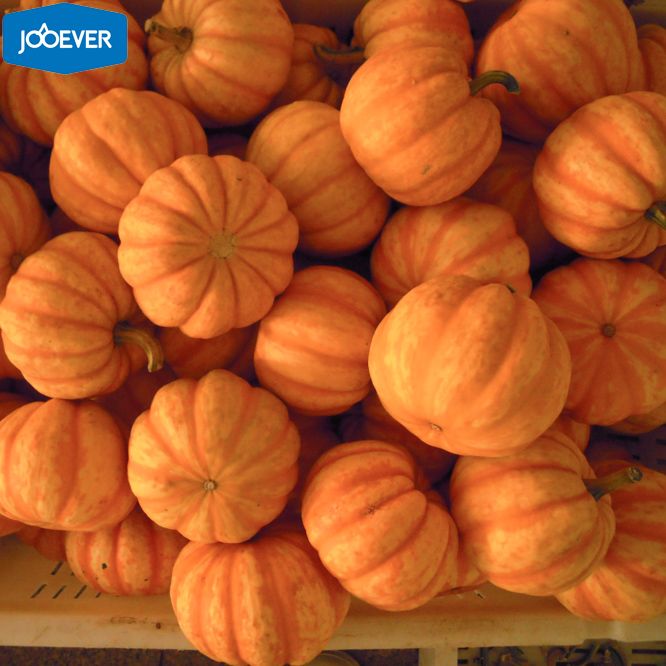 IQF Frozen Mini Pumpkin