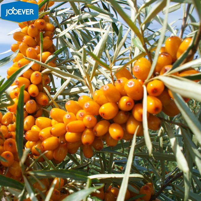 IQF Frozen Seabuckthorn