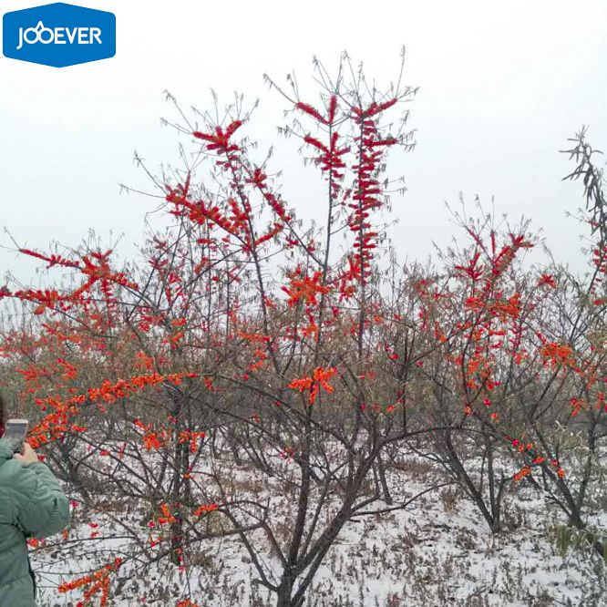 IQF Frozen Seabuckthorn