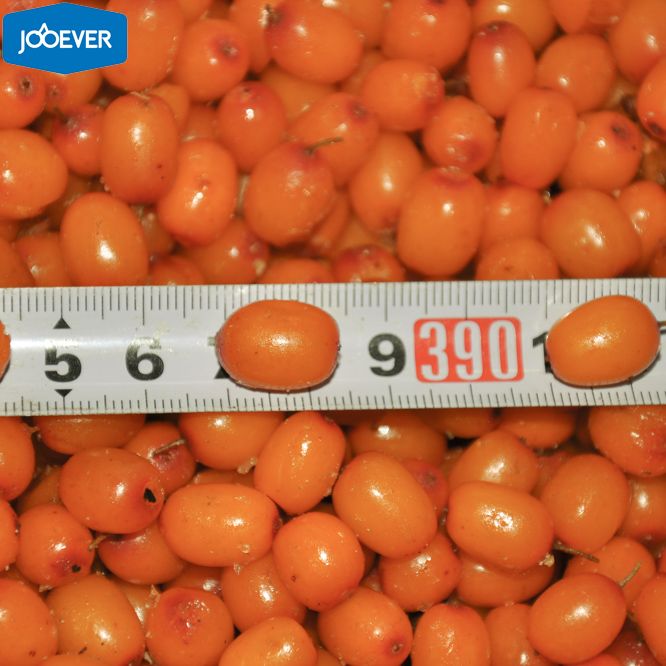 IQF Frozen Seabuckthorn