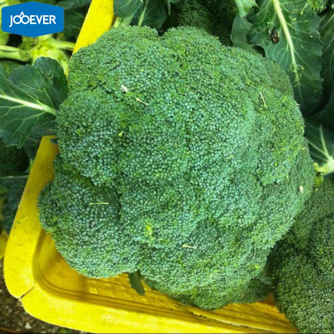 IQF Frozen Broccoli Florets