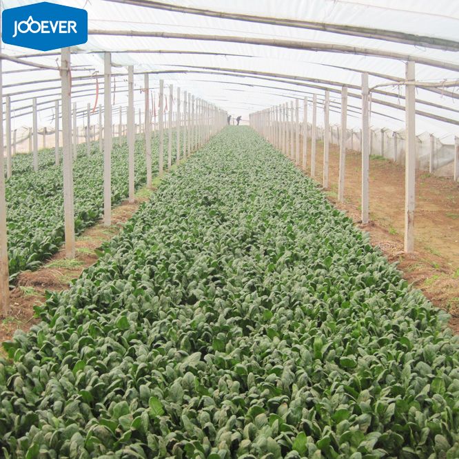 IQF Frozen Spinach leaf cut