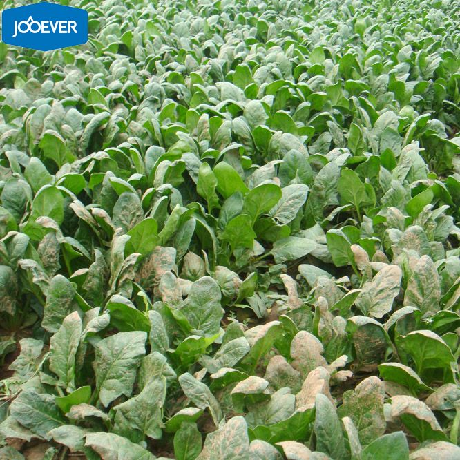 IQF Frozen Spinach leaf ball