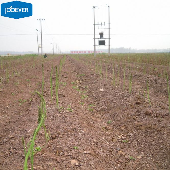 IQF Frozen Green Asparagus cut