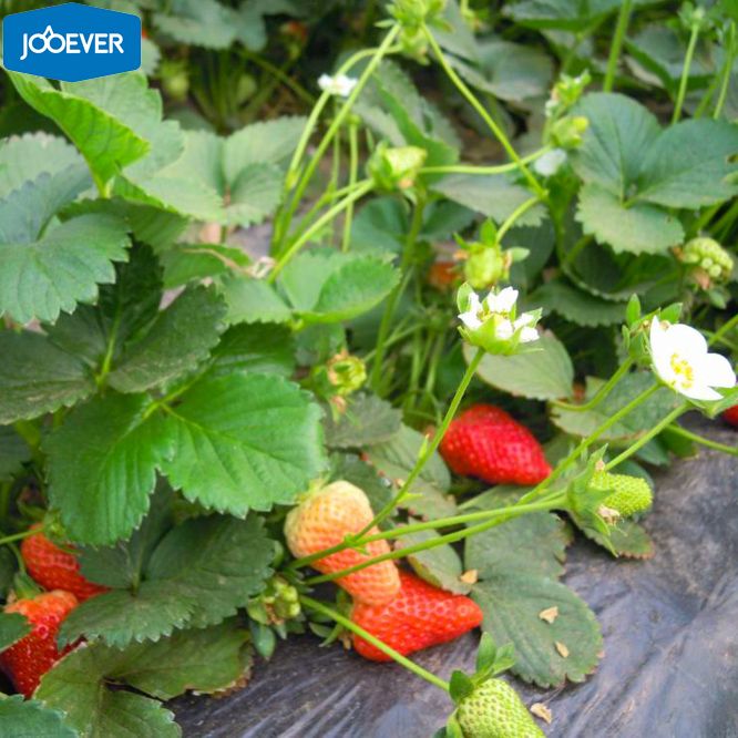 IQF Frozen Strawberry Honey