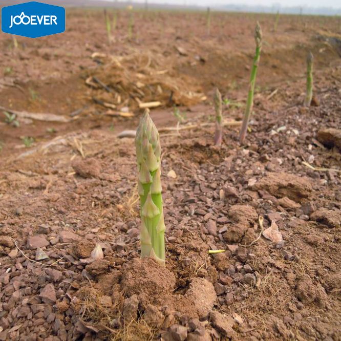 IQF Frozen Green Asparagus spear