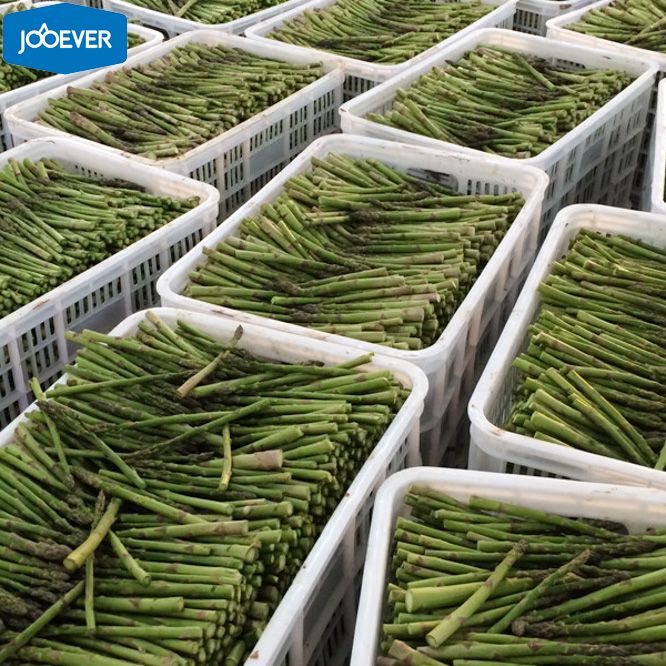 IQF Frozen Green Asparagus spear