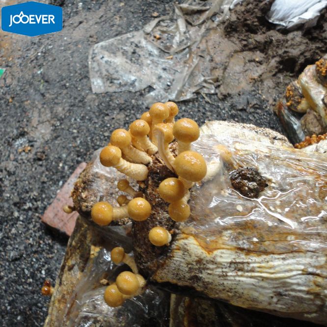 IQF Frozen Nameko