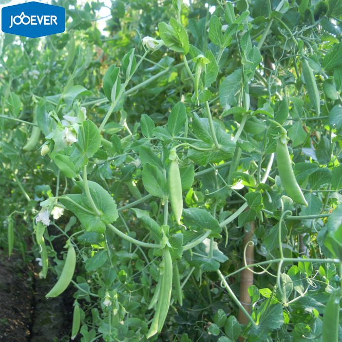 IQF Frozen Sugar Snap Peas