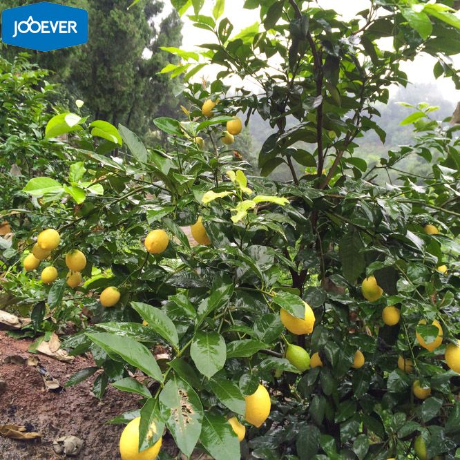 Fresh Lemon
