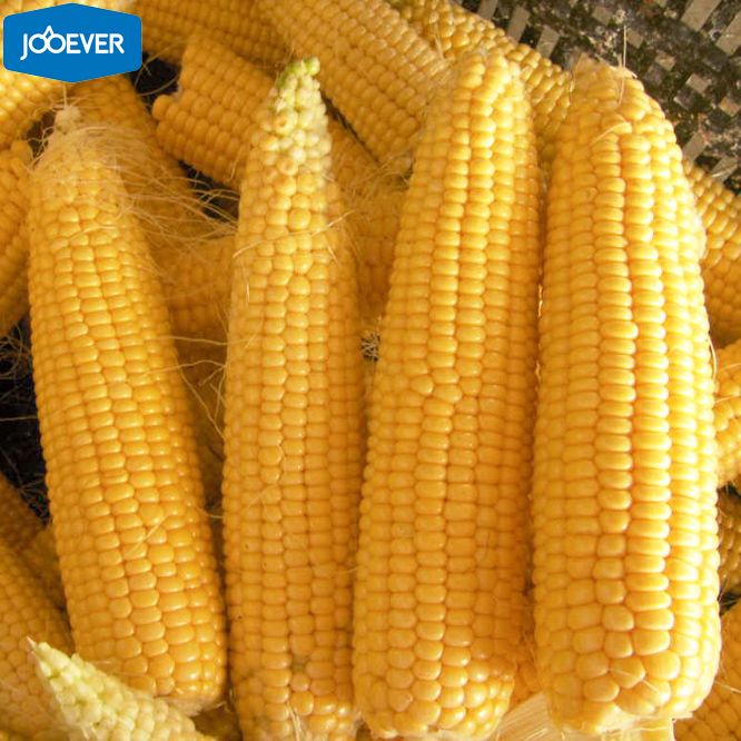 IQF Frozen Sweet Corn kernels