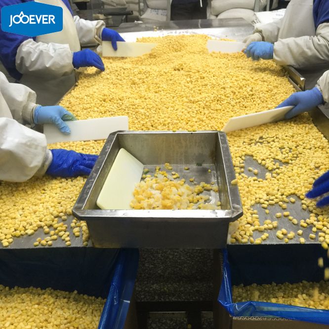 IQF Frozen Sweet Corn kernels