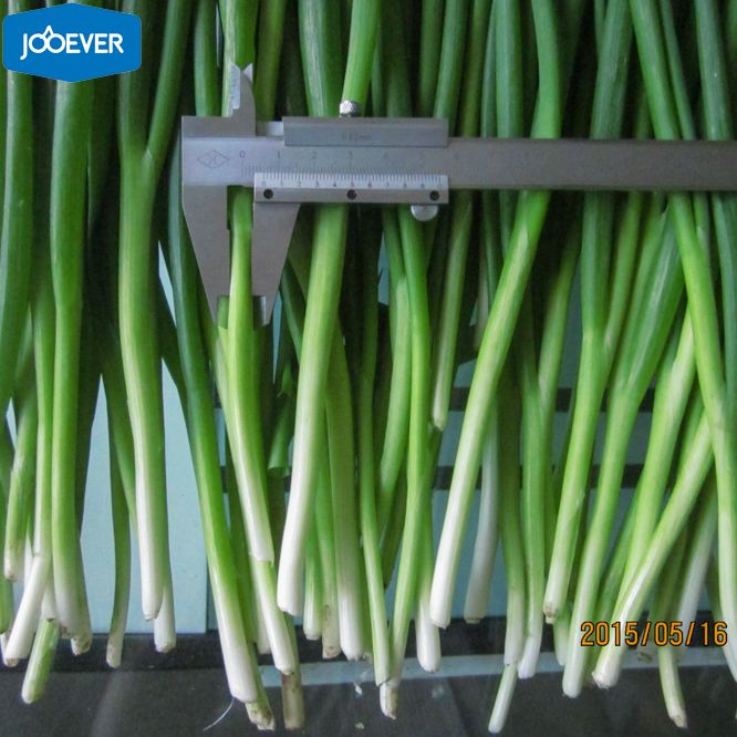 IQF Frozen Green Onion