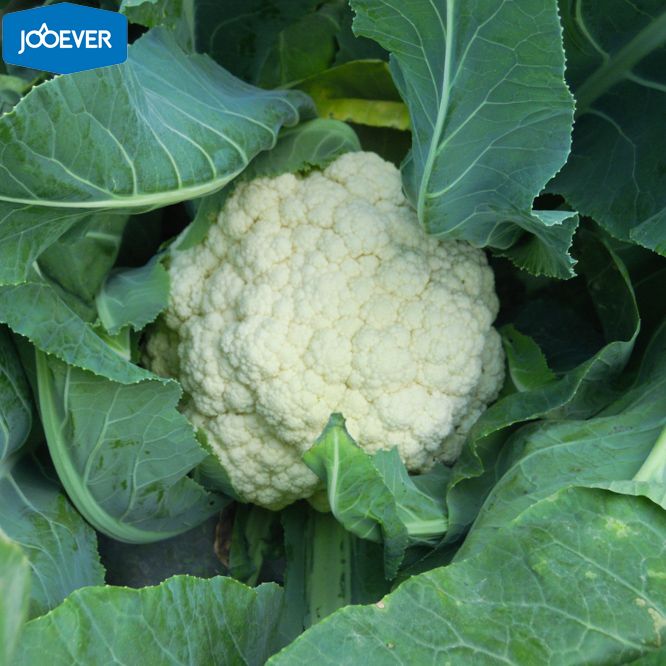 IQF Frozen Cauliflower Florets