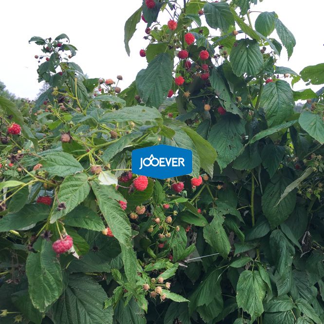 IQF Frozen Raspberry whole